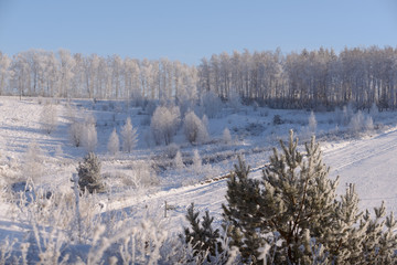 Fototapeta na wymiar Winter landscape trees in frost in a snowy field in the early