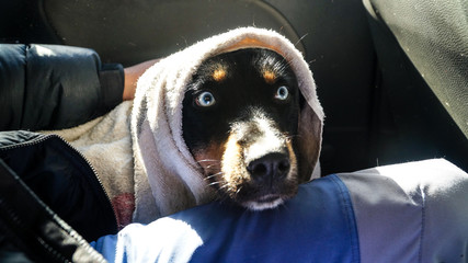 Dog with blue eyes in a car.