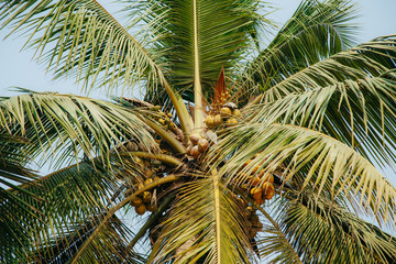 Obraz na płótnie Canvas palm trees in the tropics in a summer sunny day