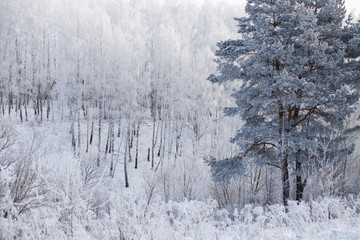 Everything is covered with snow.