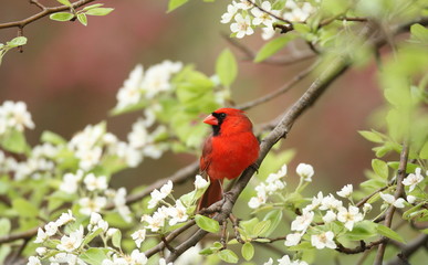 Northern Cardinal among pear tree blossoms, Upstate New York, USA
