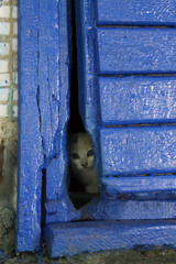 Frightened Stray Little Cat,vertical shot. Dirty Kitten,Cat Get Sick.Cat Need a Vet and a New Home.Stray Kitten Looking Through the Hole of the Old Blue Door.World Animal Day,Rescue Animals Concept.
