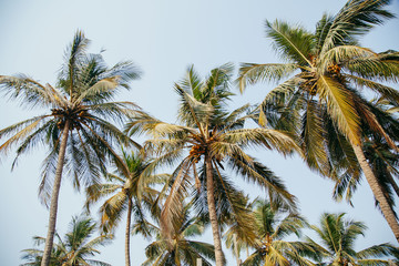 Fototapeta na wymiar palm trees in the tropics in a summer sunny day