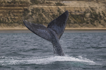 Fototapeta premium Southern Right Whale, Patagonia, Argentina