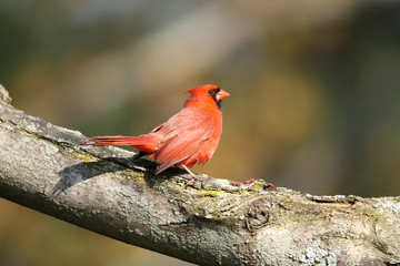Northern Cardinal on a tree limb, Upstate New York, USA