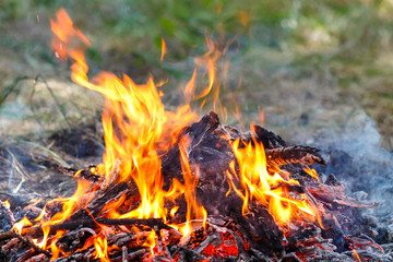 Fototapeta premium Photo of the fire. Burning fire with tongues of flame. Burning branches smolder in the fire. Big bonfire for a picnic on a summer day. The texture of a natural fire.