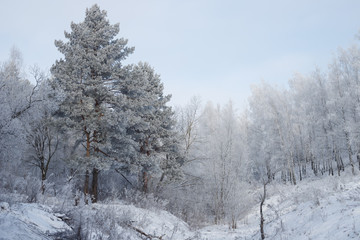 Winter landscape with snow