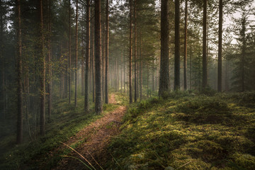 Obraz premium Forest