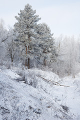 Snowy winter forest
