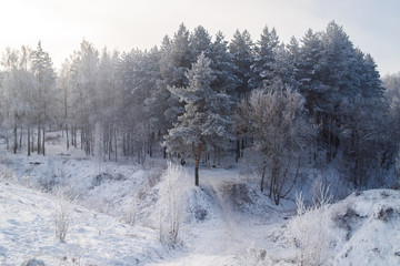 Winter landscape trees in frost in a snowy field in the early