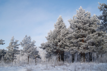 Winter landscape trees in frost in a snowy field in the early