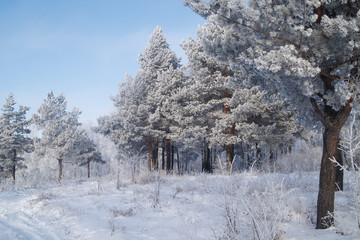 Snowy winter forest