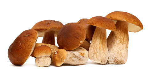Family of white porcini. Wild Foraged Mushroom selection isolated on background, with shadow. Boletus Edulis mushrooms