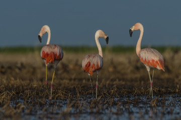 Flamingos, Patagonia Argentina