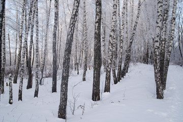 Obraz premium Winter landscape trees in frost in a snowy field in the early