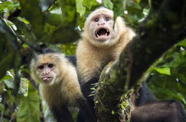 White-faced monkey, Tortuguero, Costa Rica