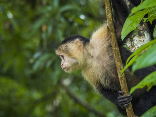White-faced monkey, Tortuguero, Costa Rica