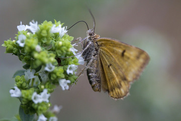 Burnet Companion moth (Euclidia glyphica)