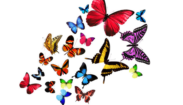 Wunderschöne Schmetterlinge