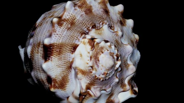 Seashell Isolated on Black Background, White Light – Close-up, Detail