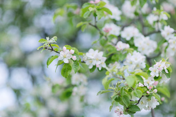 Blooming apple tree branch. Blurred background. Closeup, selective focus.