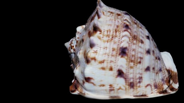 Seashell Isolated on Black Background, White Light &ndash; Close-up, Detail