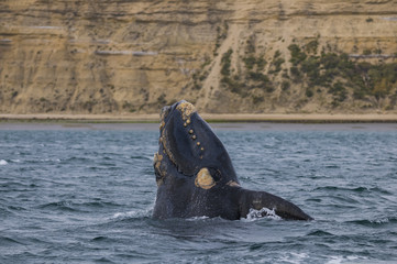 Fototapeta premium Southern Right Whale, Patagonia, Argentina