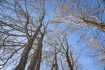 Tall trees in winter