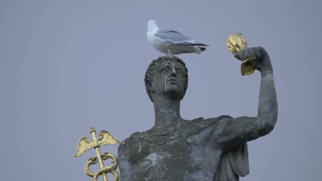 A gull standing on a man statue