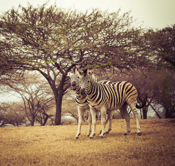 Cheerful Zebras - African Wildlife