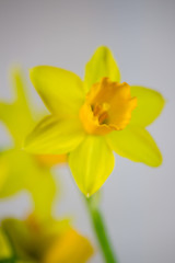 Yellow narcissus or daffodil flowers on light background. Spring Easter