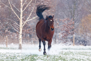 Fototapeta na wymiar Wildes Pferd im Schnee