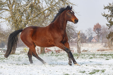 Wildes Pferd im Schnee