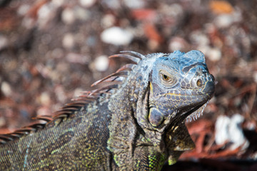 Beautiful orange iguana with large dewlap