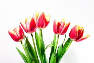 bouquet of red tulips in a vase on a white background gift for a girl on March 8 international female day