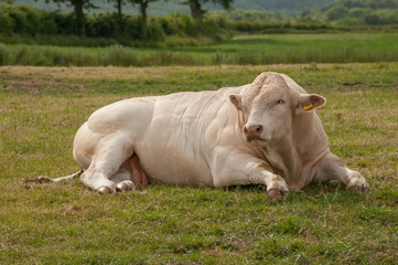 Pedigree Charolais bull resting in meadow on summer day