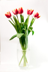bouquet of red tulips in a vase on a white background gift for a girl on March 8 international female day