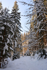 Snow-covered forest on winter frosty sunny day, bright blue sky.