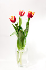 bouquet of red tulips in a vase on a white background gift for a girl on March 8 international female day