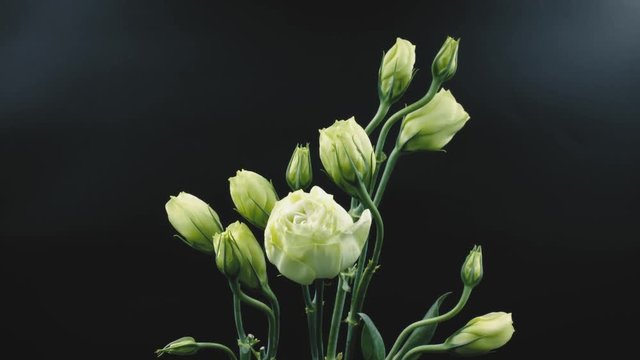 Time lapse of lisianthus flowers on dark background in 4k (UHD)