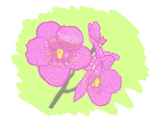 pink Orchids flower
