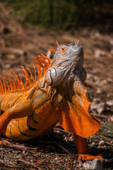 Beautiful orange iguana with large dewlap