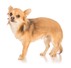 Obraz premium Chihuahua with long hair