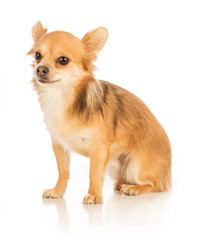 Chihuahua with long hair