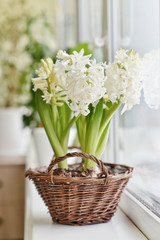 Obraz na płótnie Canvas White Hyacinths in wicker basket