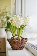 White Hyacinths in wicker basket
