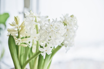 White Hyacinths in flowerpot