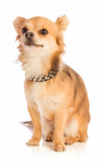 Obraz premium Chihuahua with long hair with a studded necklace