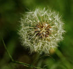 Pusteblume