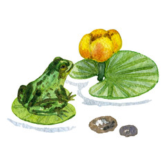 Raster vivid illustration with a frog sitting on a water lily isolated on white. Animal and wetland themes, design element, printed goods, image for books and atlases.